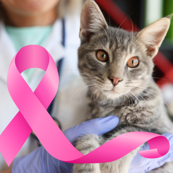 Tomografia para todos - Módulo Oncologia