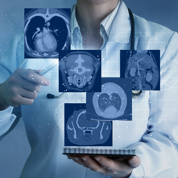 Tomografia Veterinária para Iniciantes